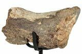 Theropod Dinosaur Vertebra Section w/ Metal Stand - Colorado #331124-2
